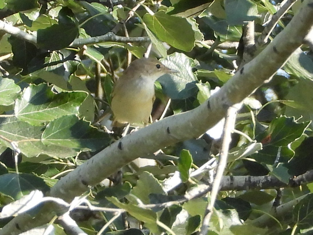 Western Olivaceous Warbler - ML638399910