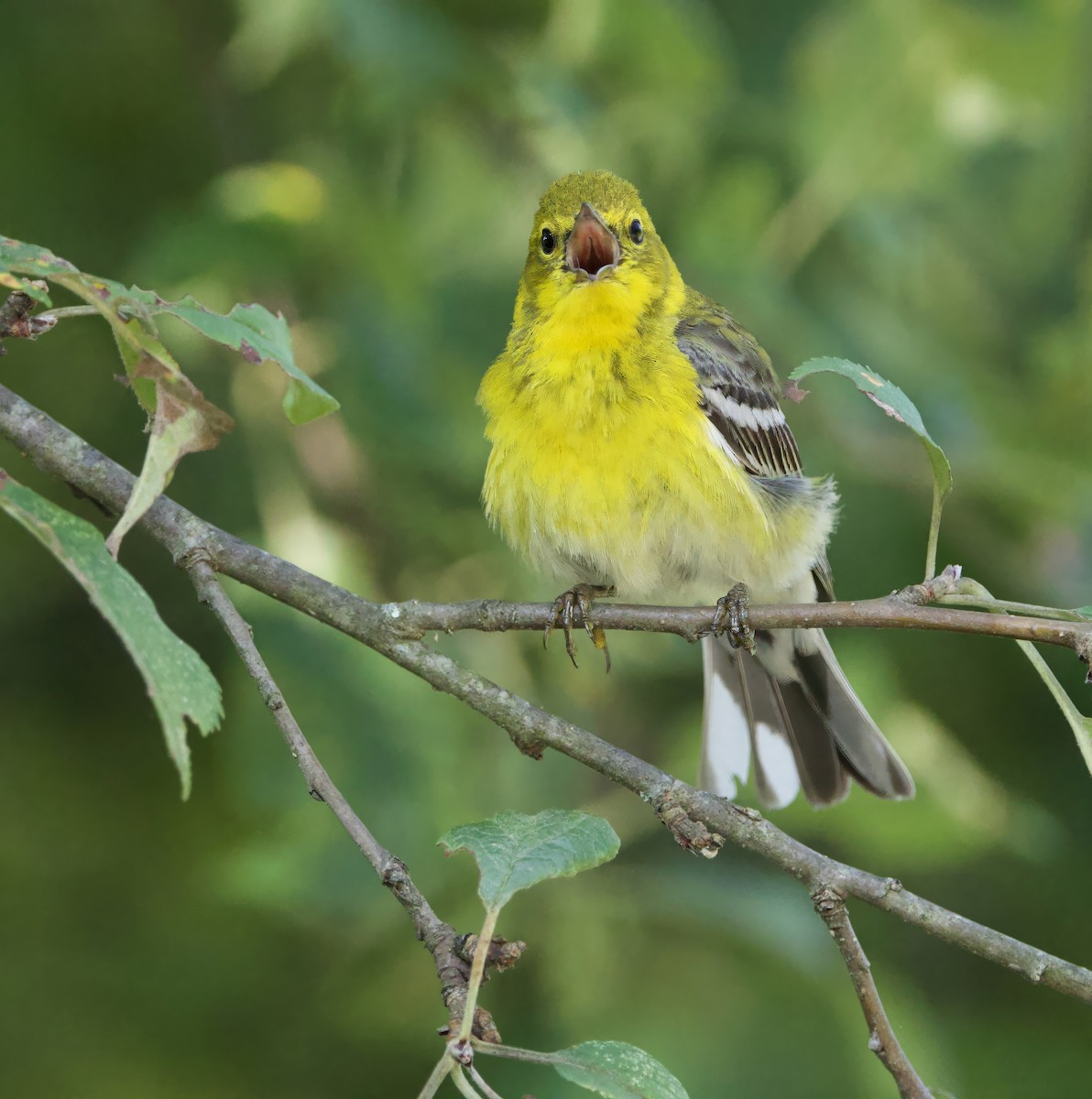 Pine Warbler - ML638399935
