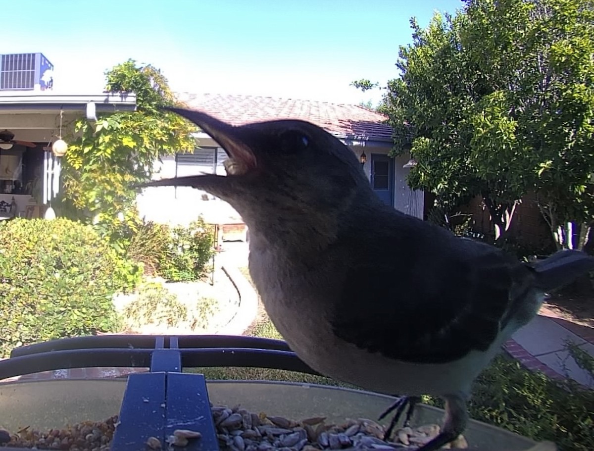 Northern Mockingbird - ML638400018