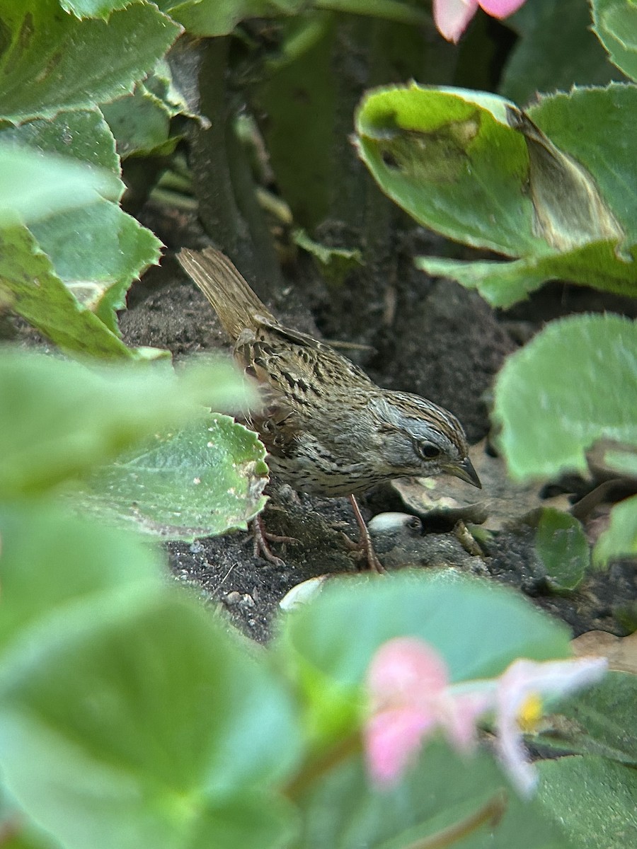 Lincoln's Sparrow - ML638400026