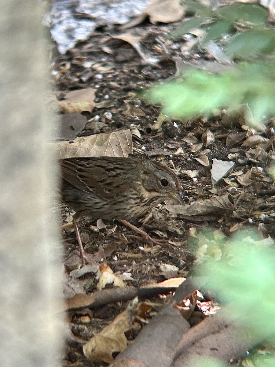 Lincoln's Sparrow - ML638400027