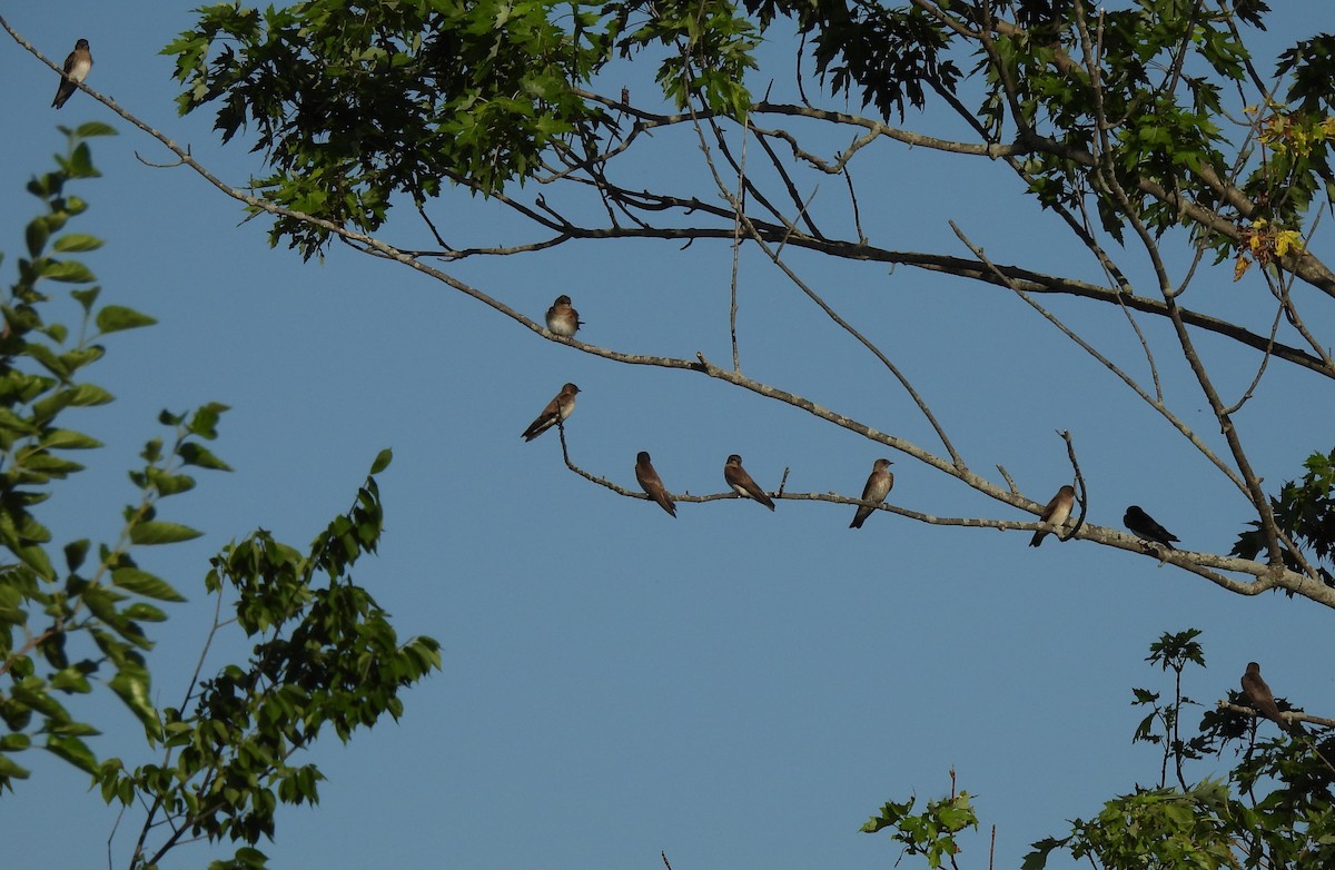 Northern Rough-winged Swallow - ML638400033