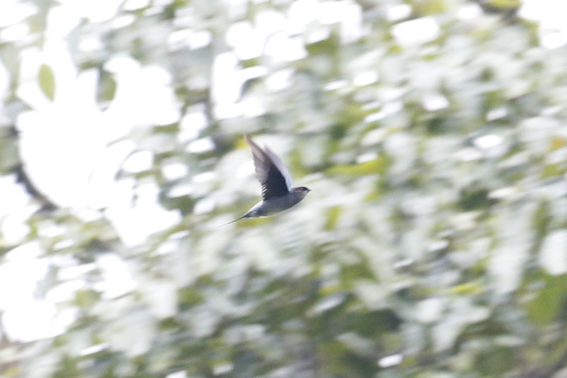 Gray-rumped Treeswift - ML638400077