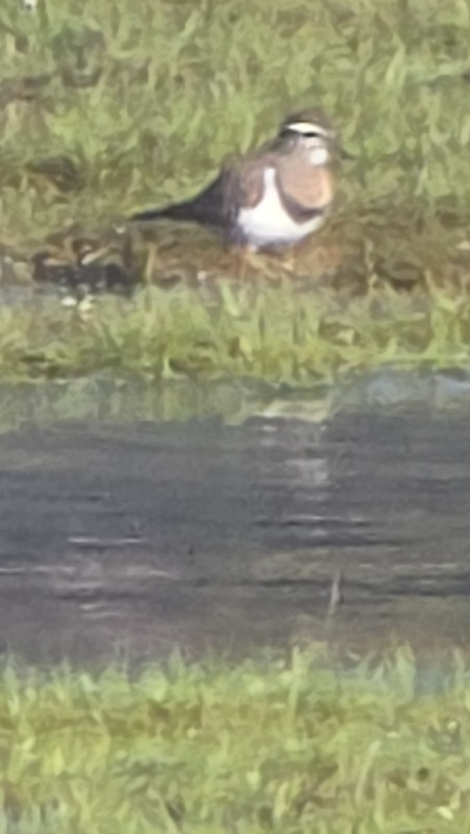 ムネアカチドリ - ML638400103