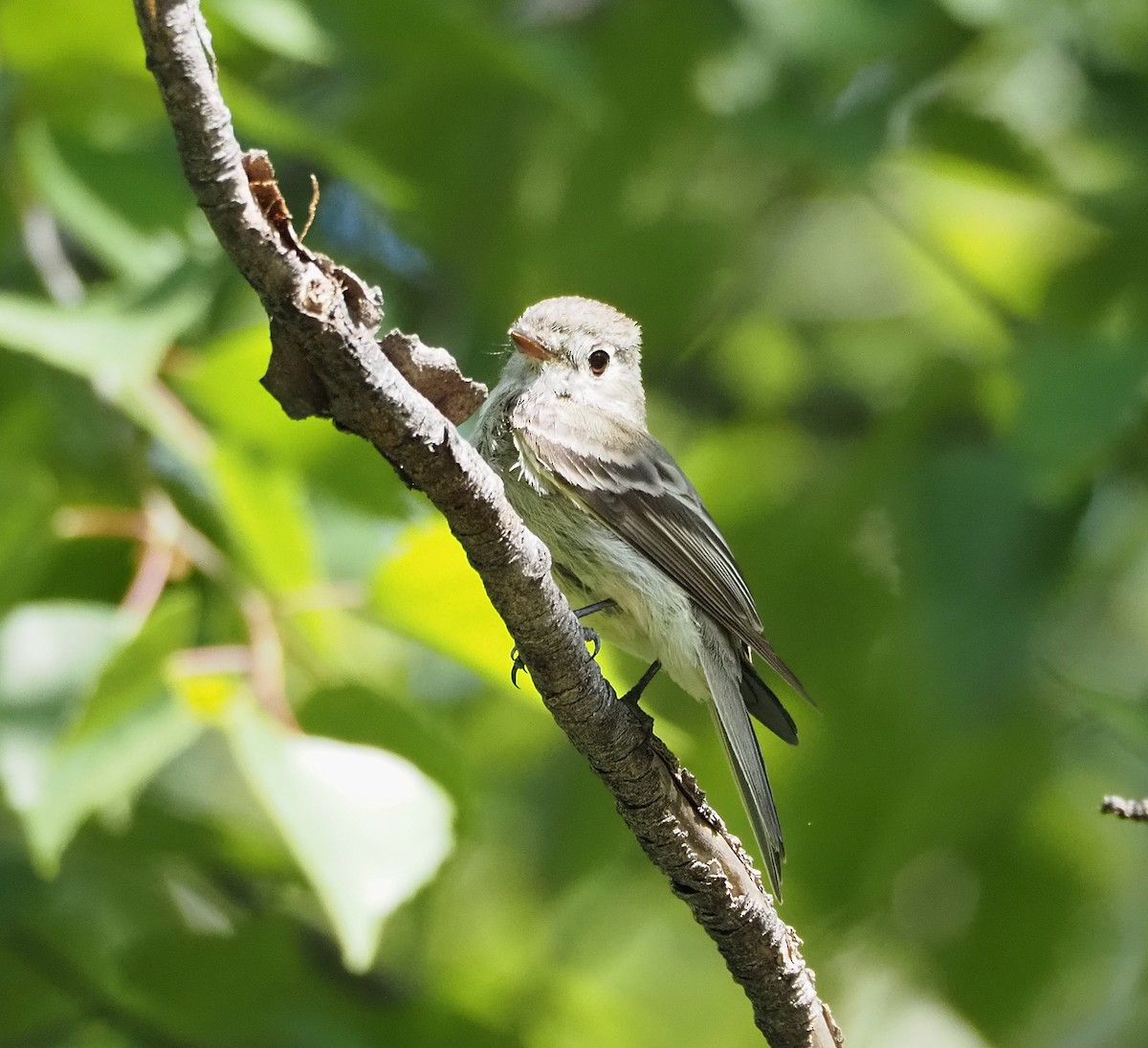 Hammond's Flycatcher - ML638400144