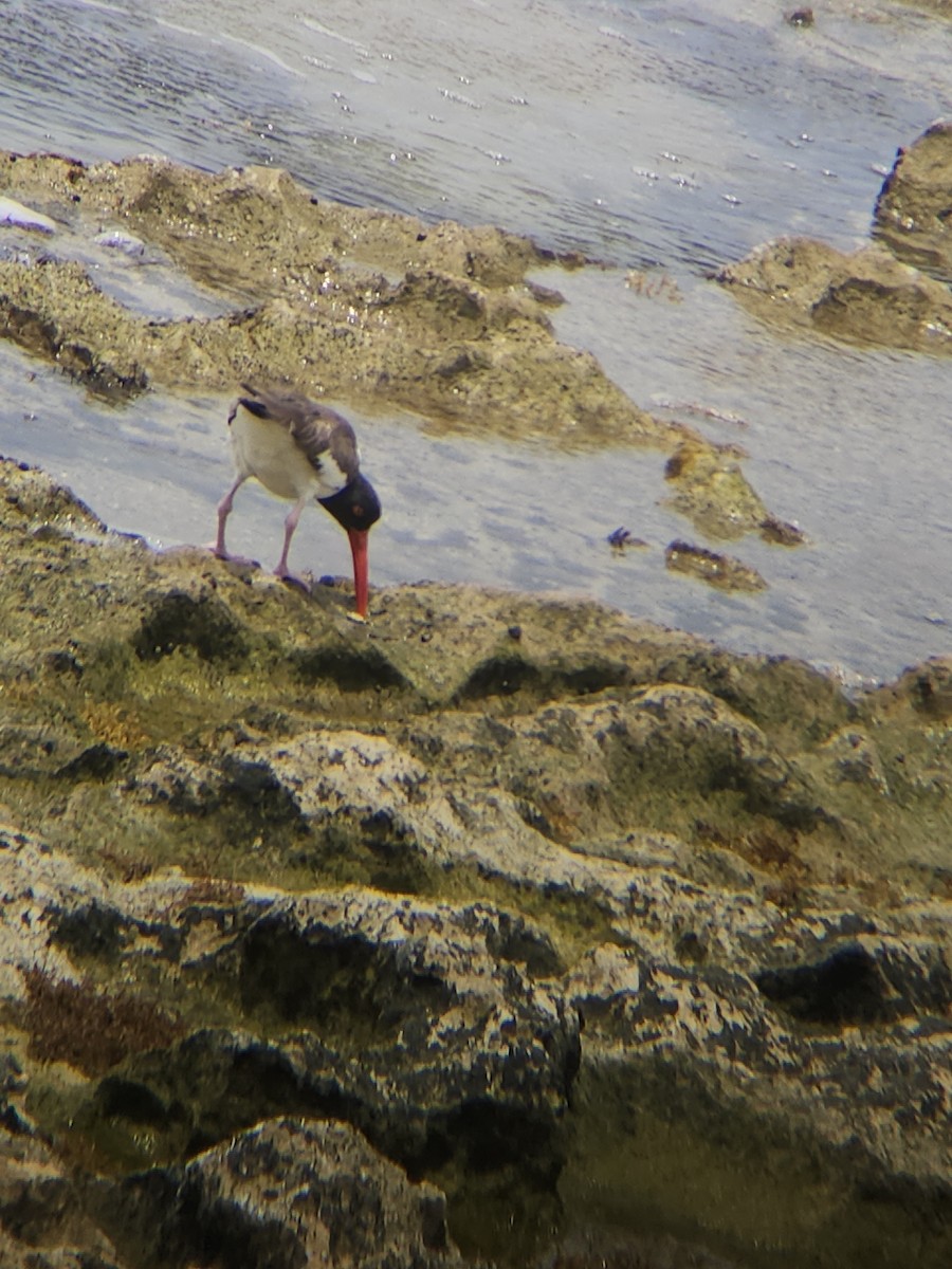 American Oystercatcher - ML638400152