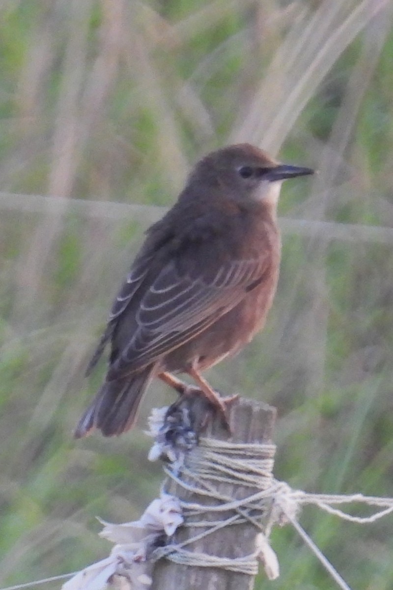 European Starling - ML638400159