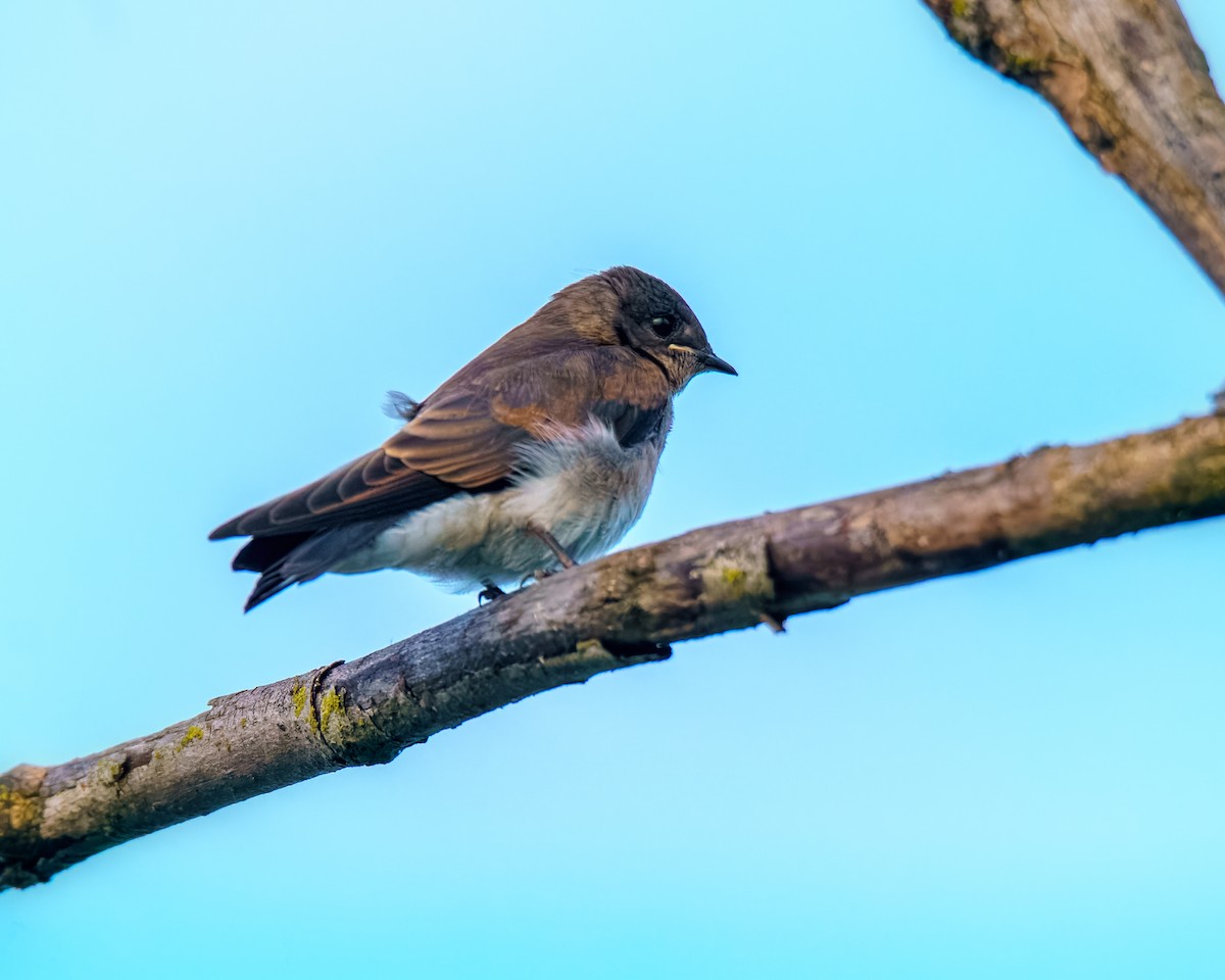 Northern Rough-winged Swallow - ML638400174