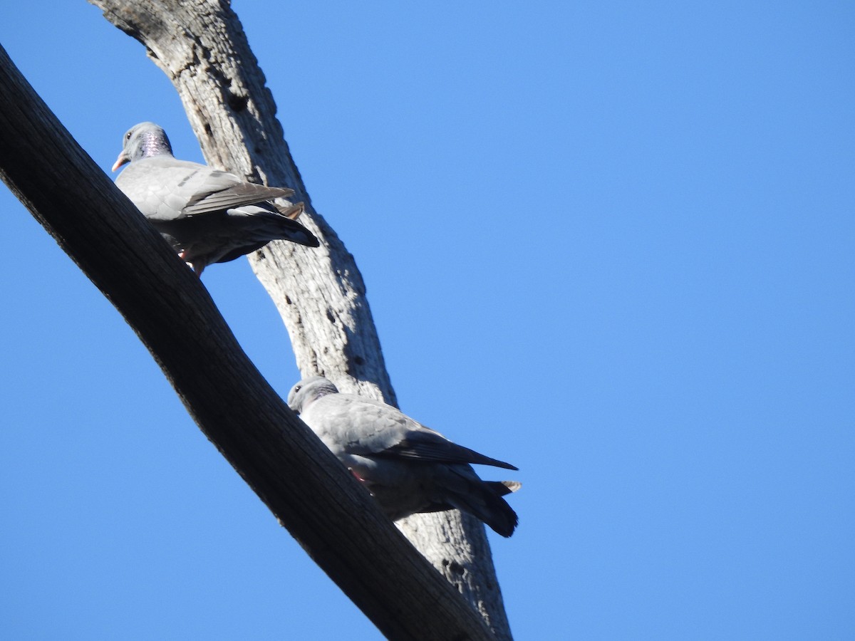 Stock Dove - ML638400180