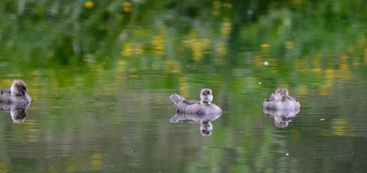 Hooded Merganser - ML638400184