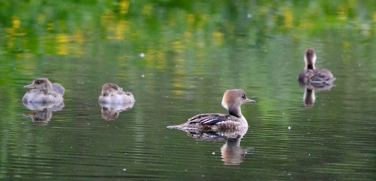 Hooded Merganser - ML638400185