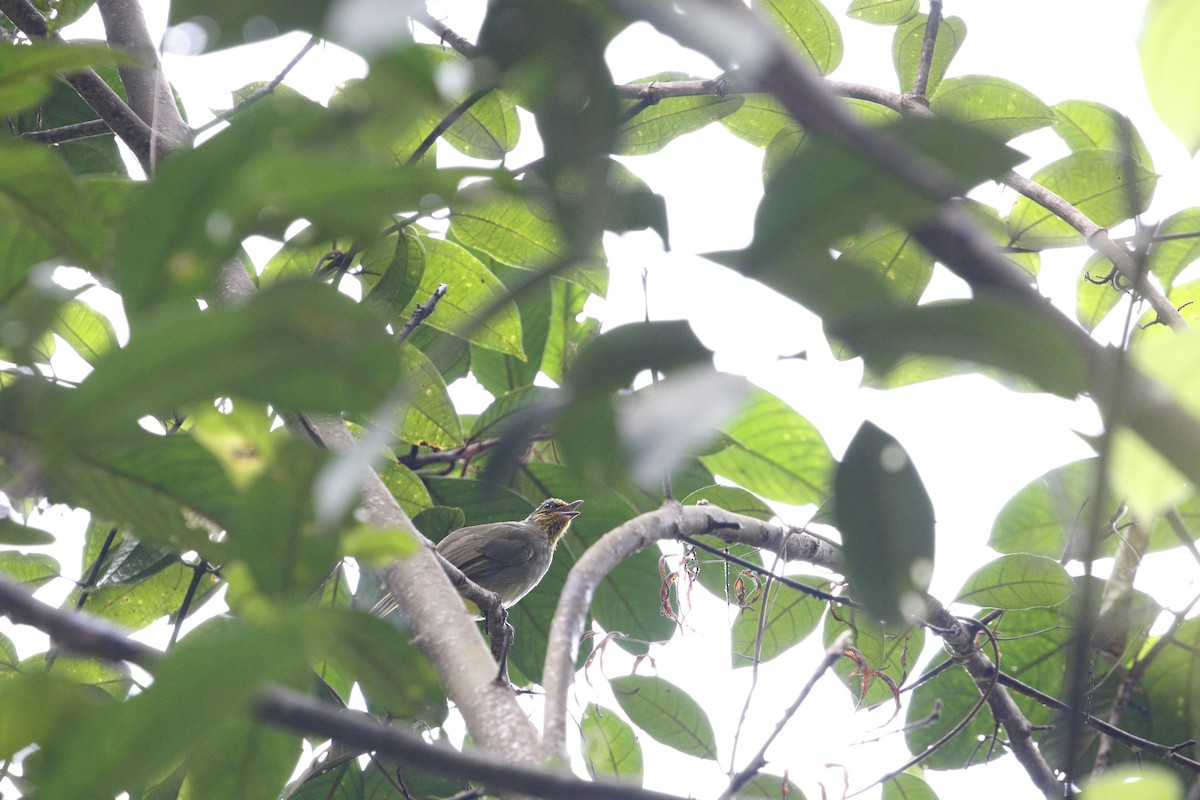 Stripe-throated Bulbul - ML638400191