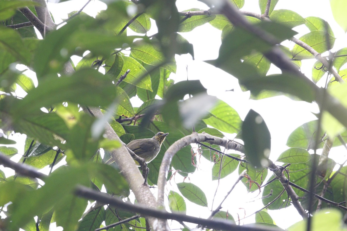 Stripe-throated Bulbul - ML638400192