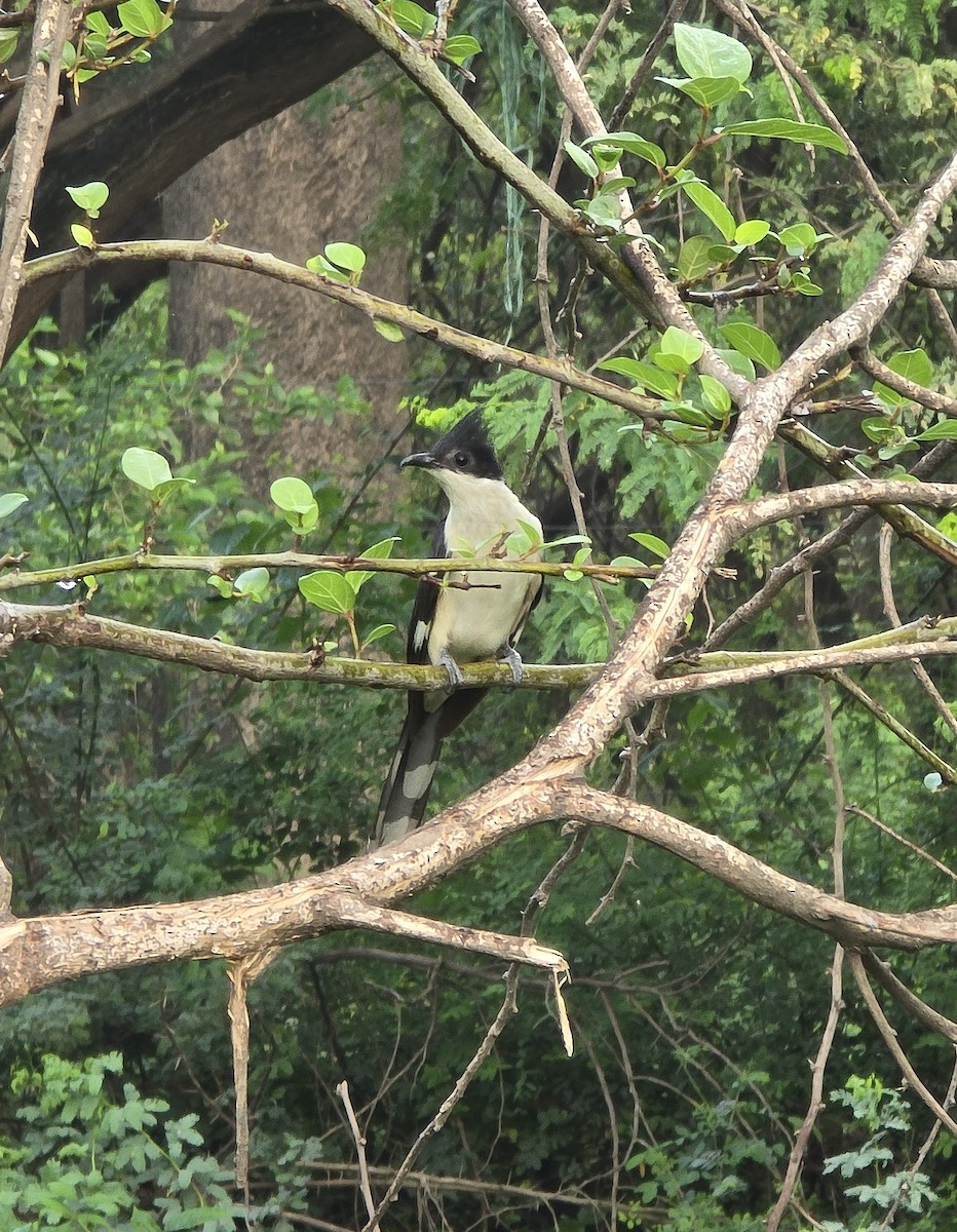 Pied Cuckoo - ML638400203