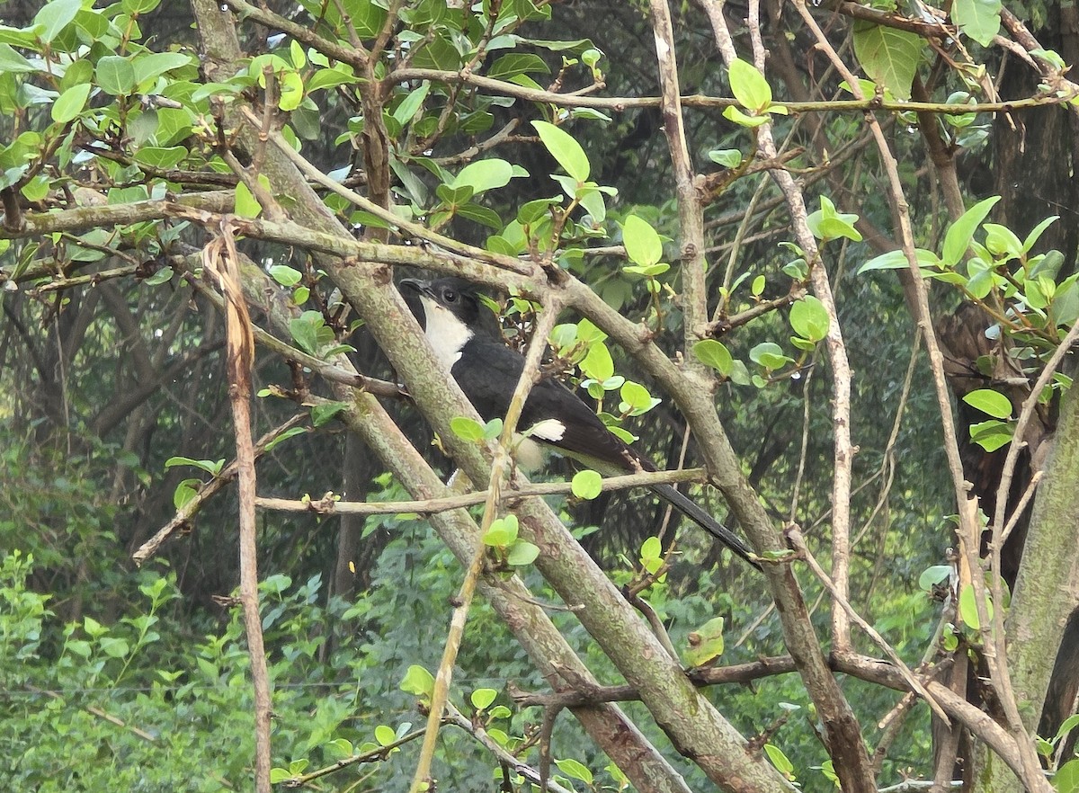 Pied Cuckoo - ML638400204