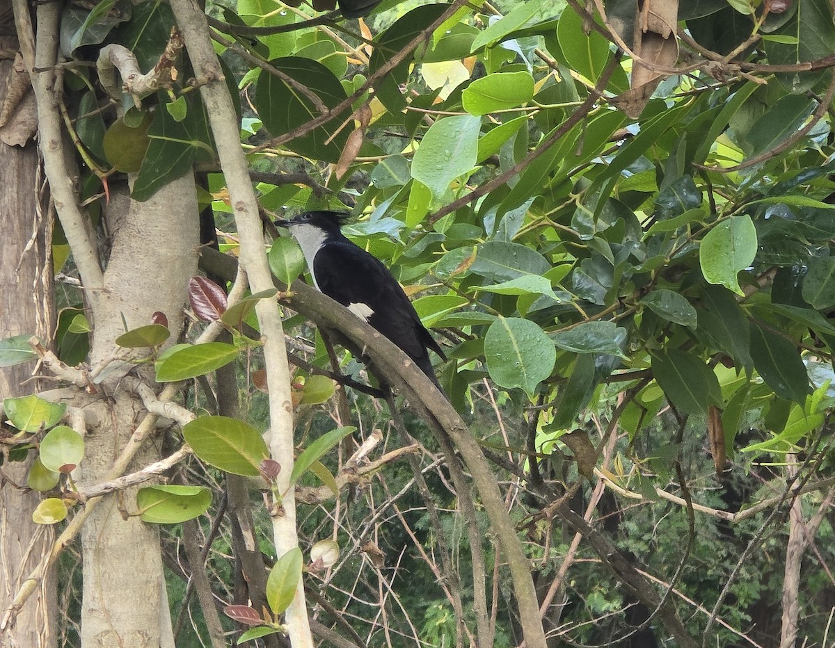 Pied Cuckoo - ML638400205