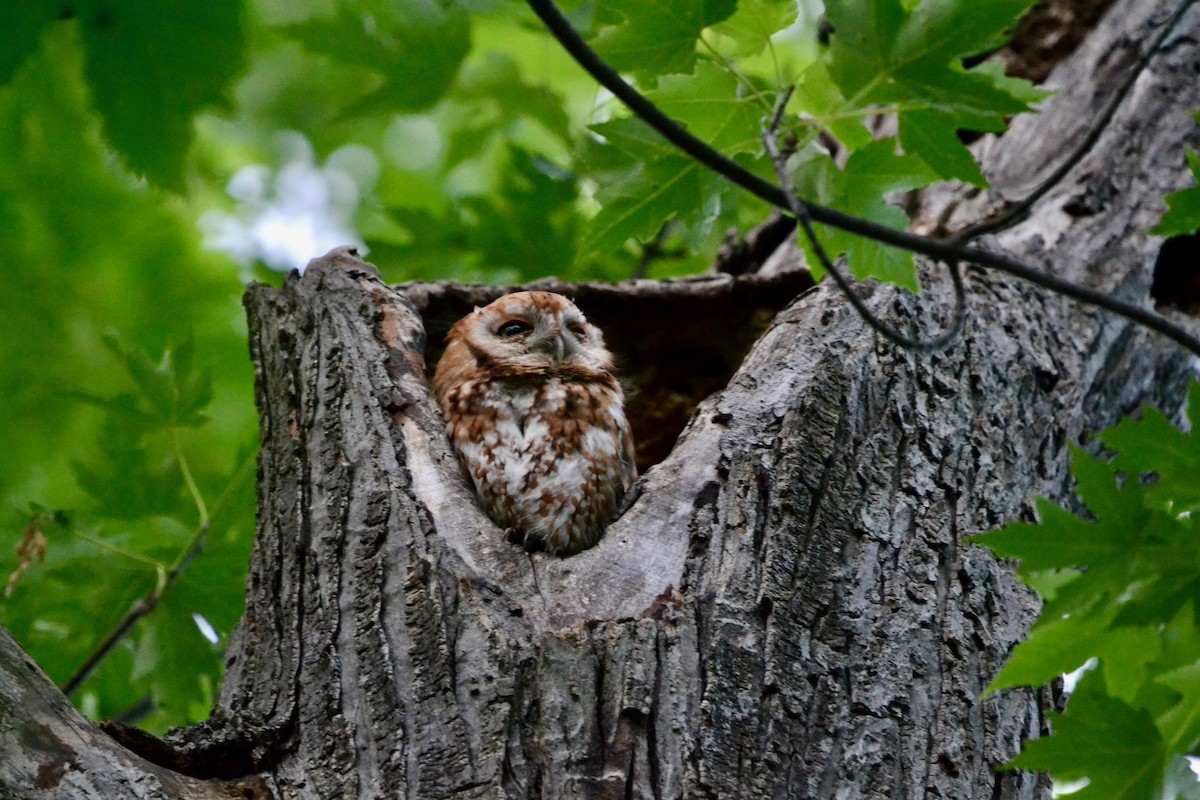 Eastern Screech-Owl - ML638400206