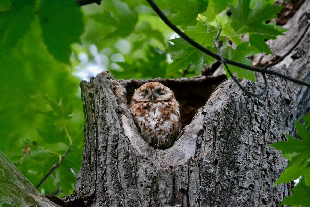 Eastern Screech-Owl - ML638400207