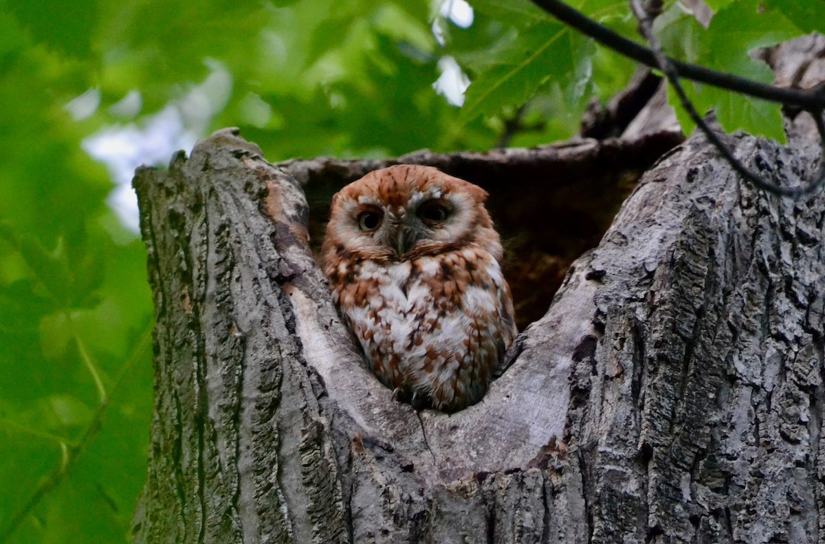 Eastern Screech-Owl - ML638400208