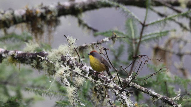 Rufous-capped Brushfinch - ML638400290