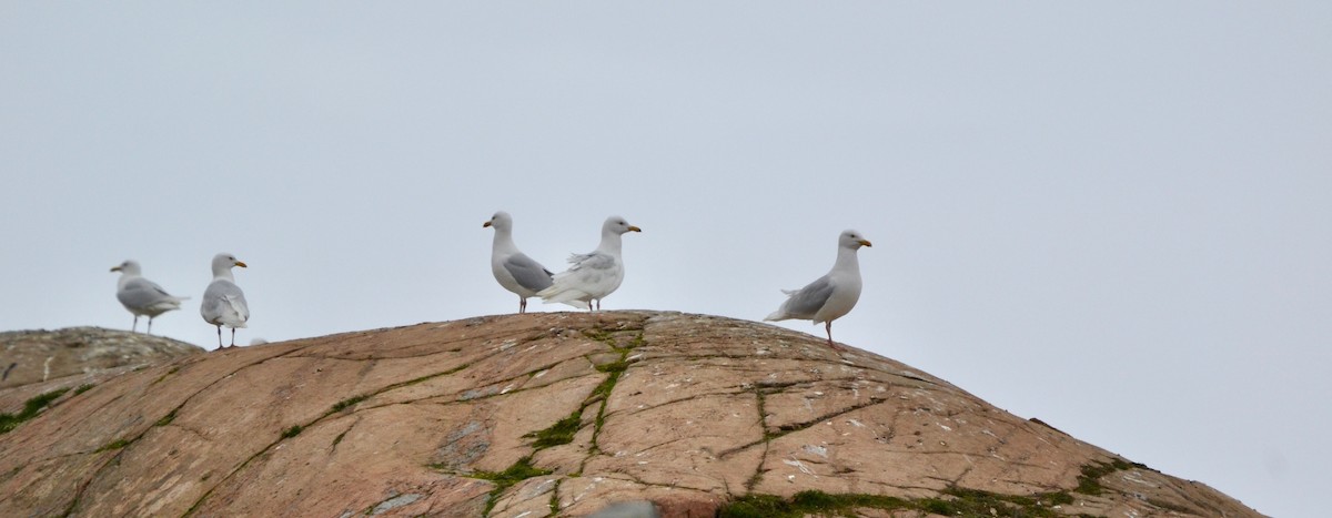 Glaucous Gull - ML638400330