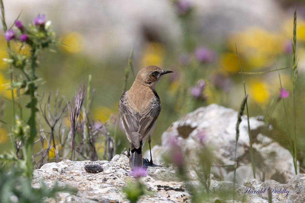 Western Black-eared Wheatear - ML638400333