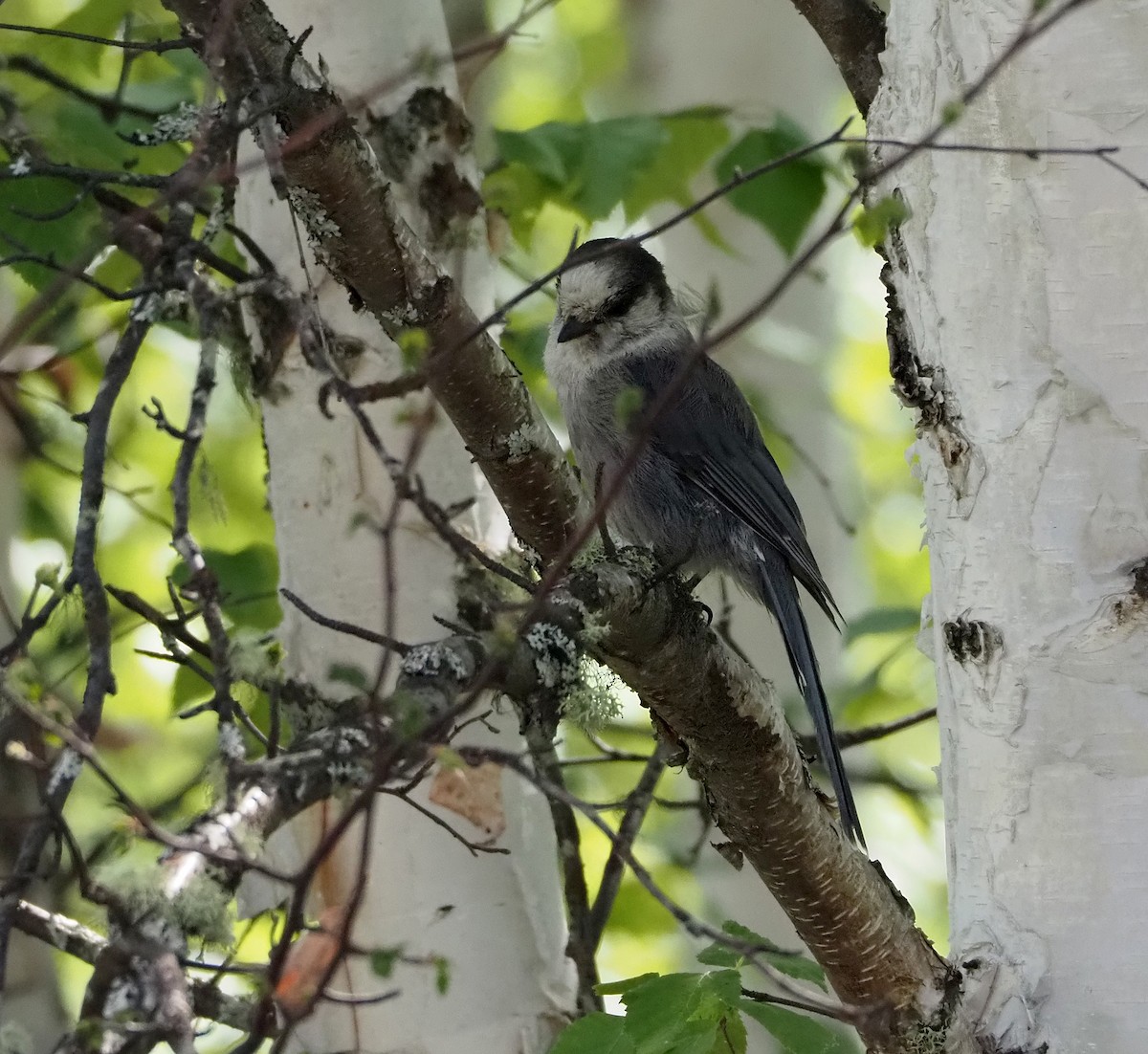 Canada Jay - ML638400365