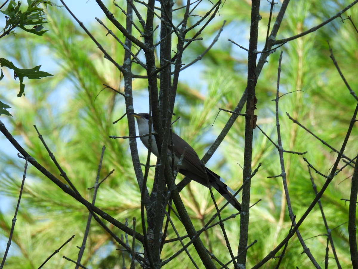 Yellow-billed Cuckoo - ML638400374