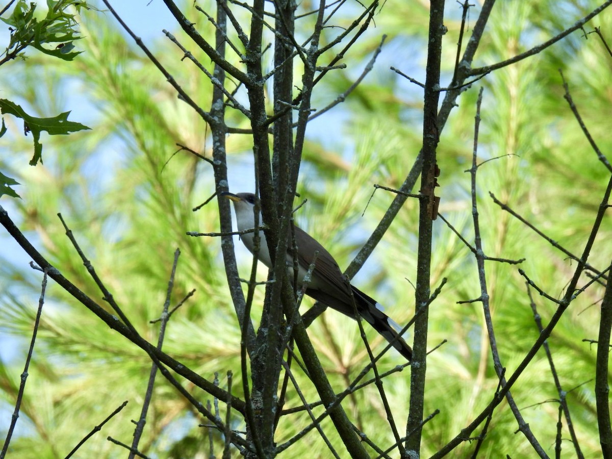 Yellow-billed Cuckoo - ML638400377