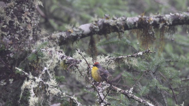 Rufous-capped Brushfinch - ML638400383