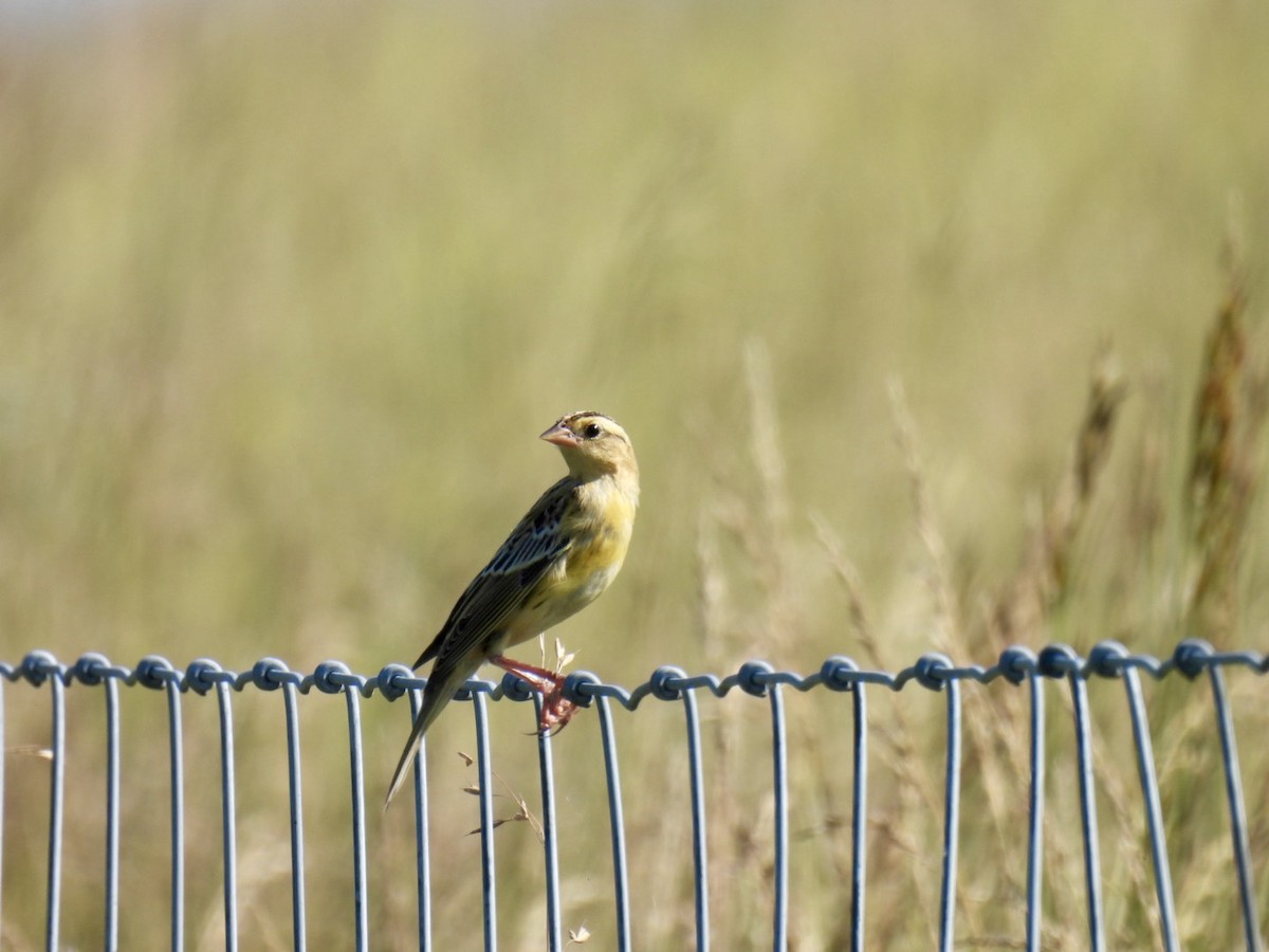 bobolink americký - ML638400423