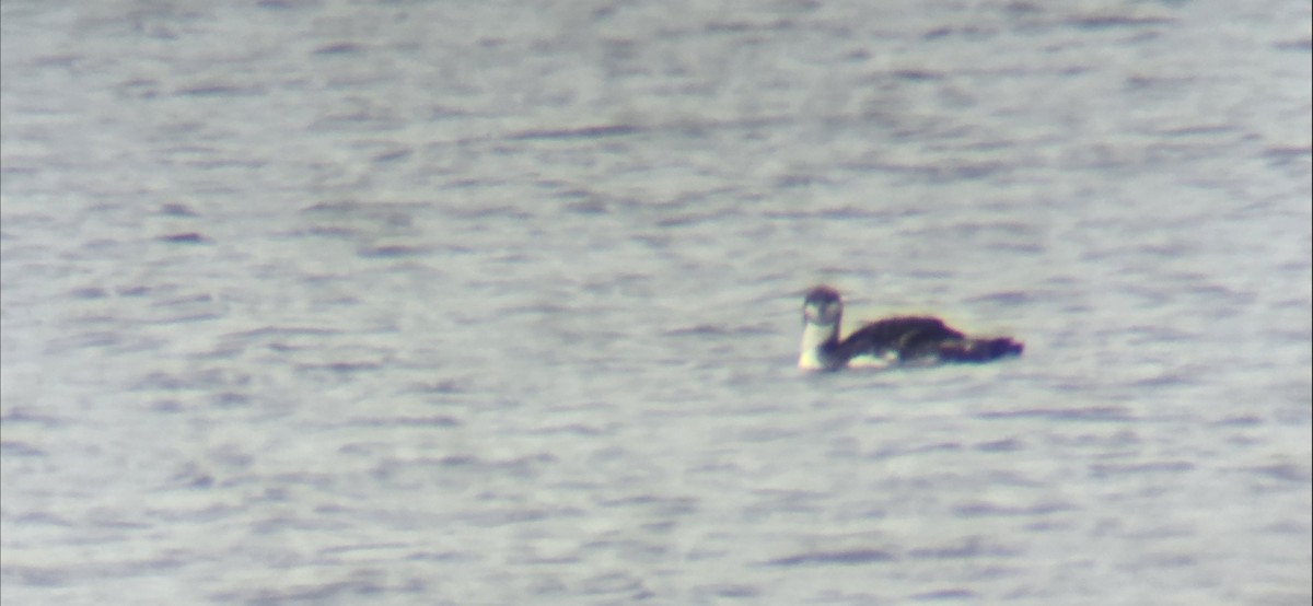 Pacific Loon - ML638400461