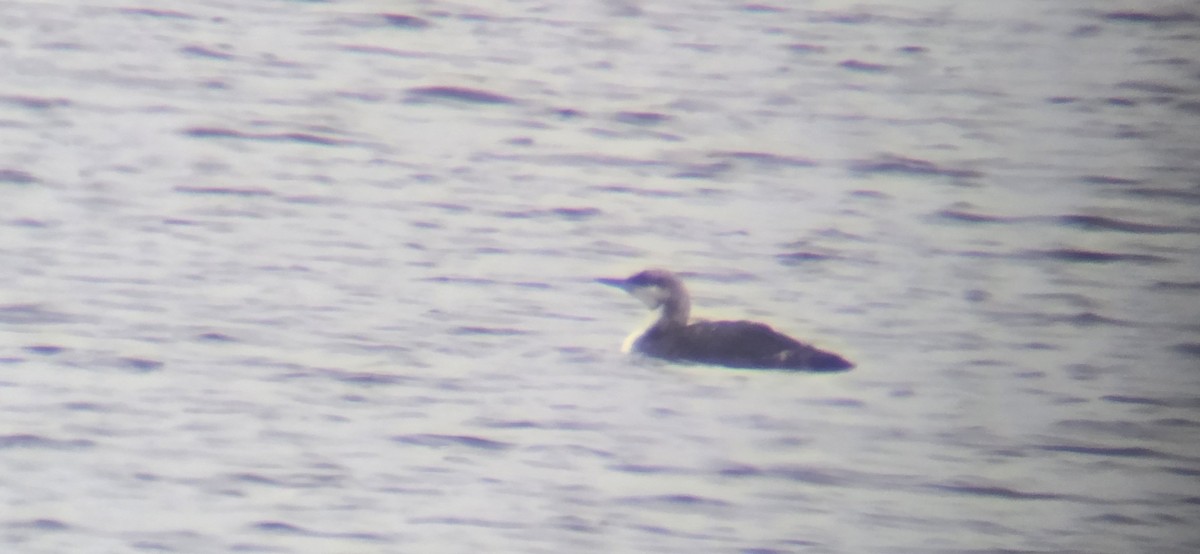 Pacific Loon - ML638400464