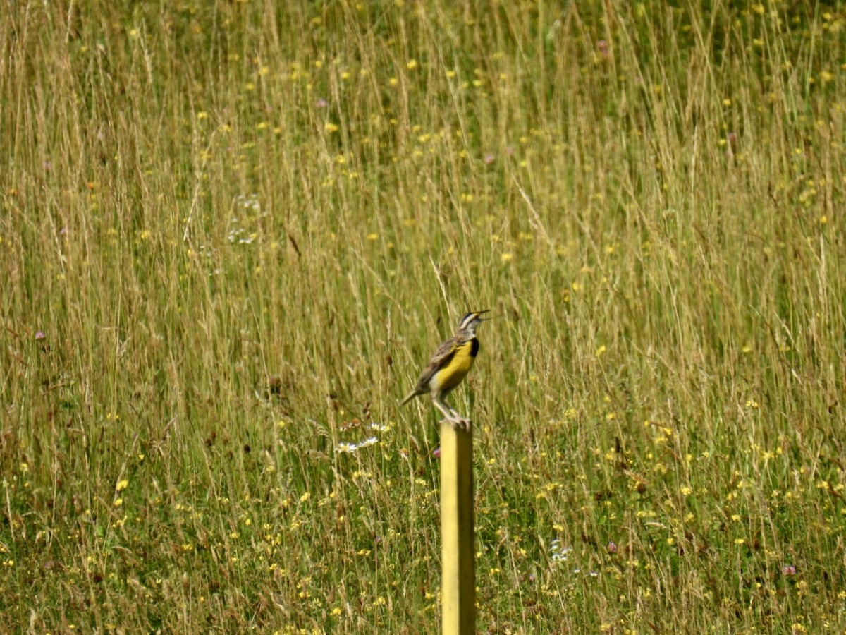 Eastern Meadowlark - ML638400469