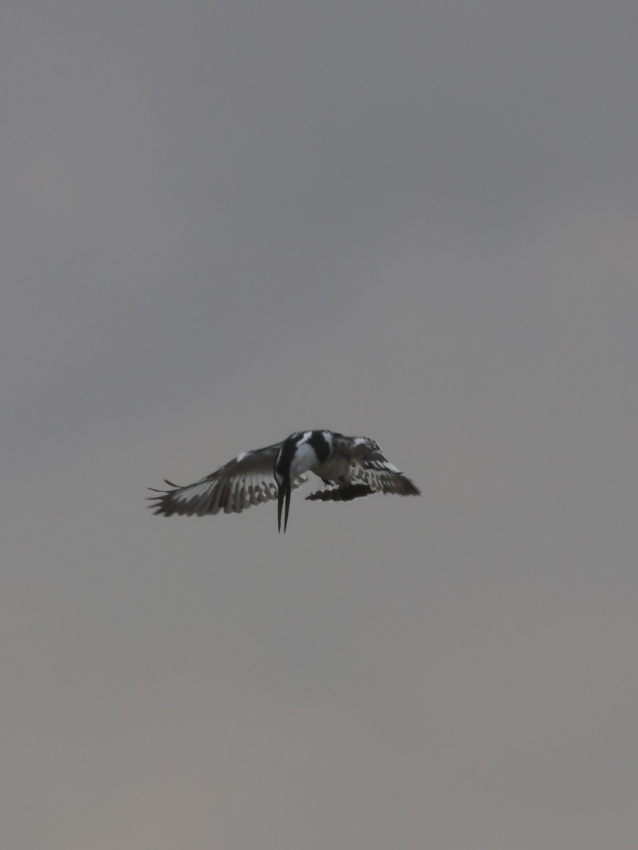 Pied Kingfisher - ML638400477