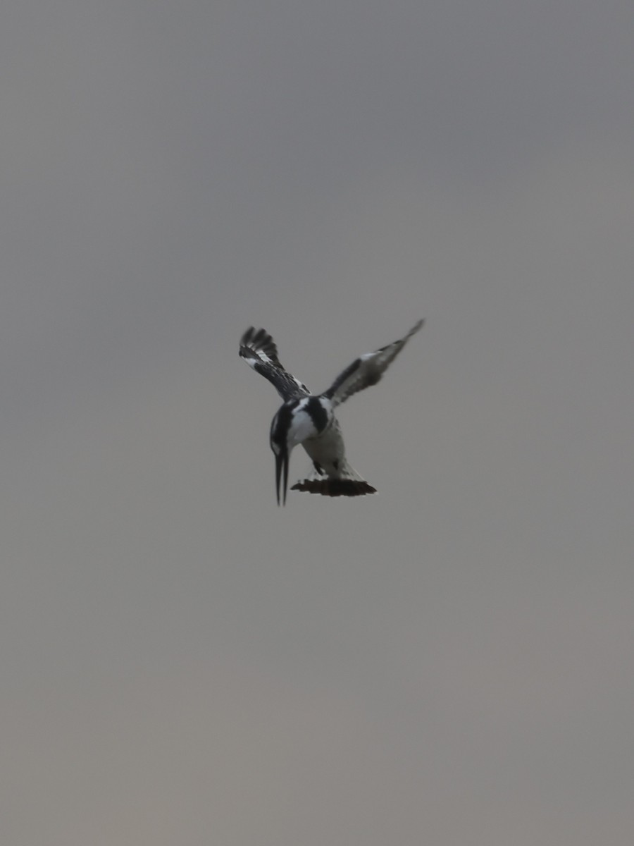 Pied Kingfisher - ML638400478