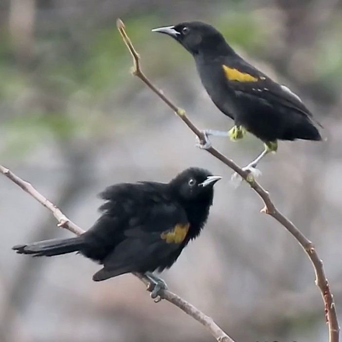 Variable Oriole - ML638400480