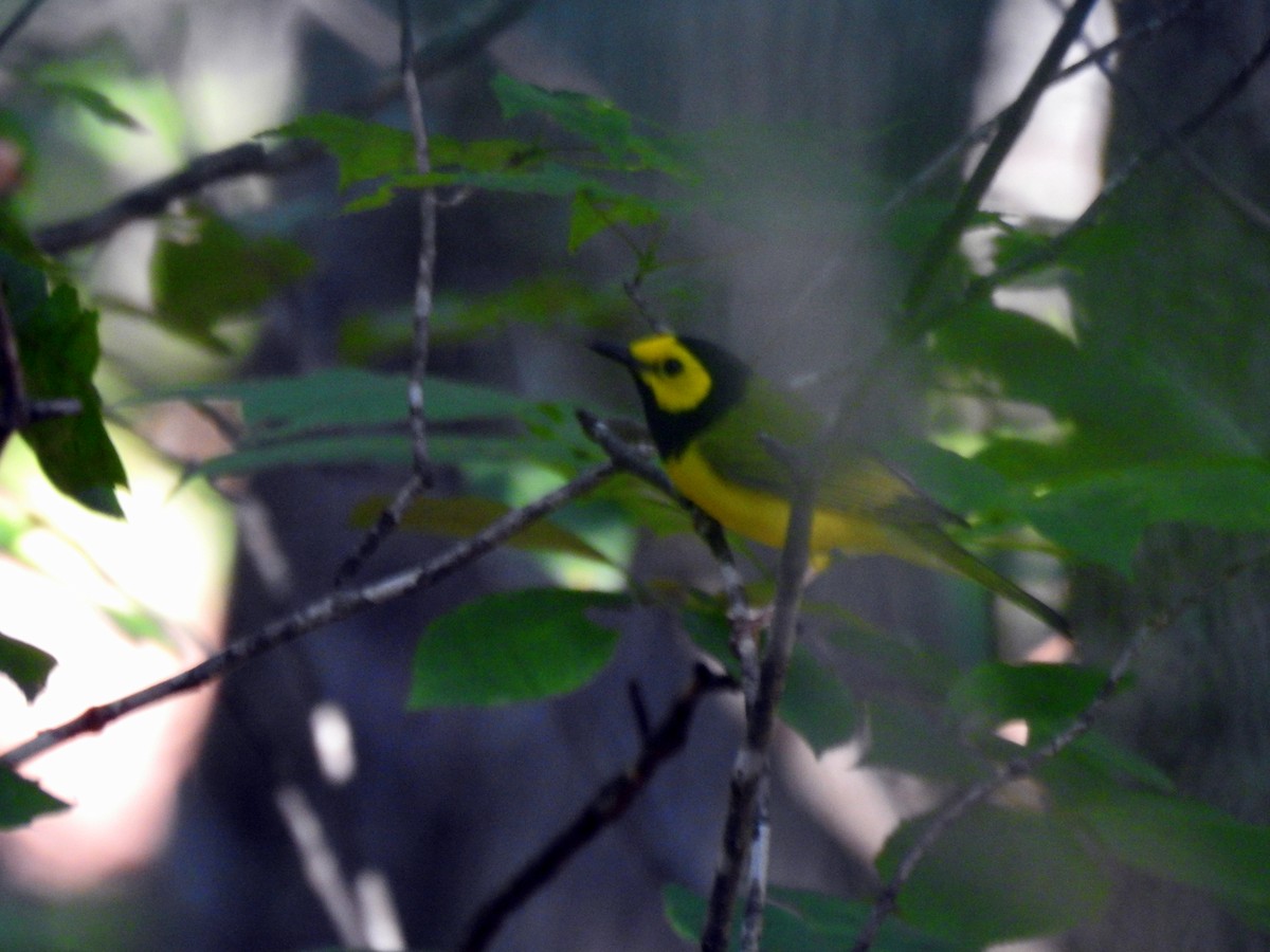 Hooded Warbler - ML638400510