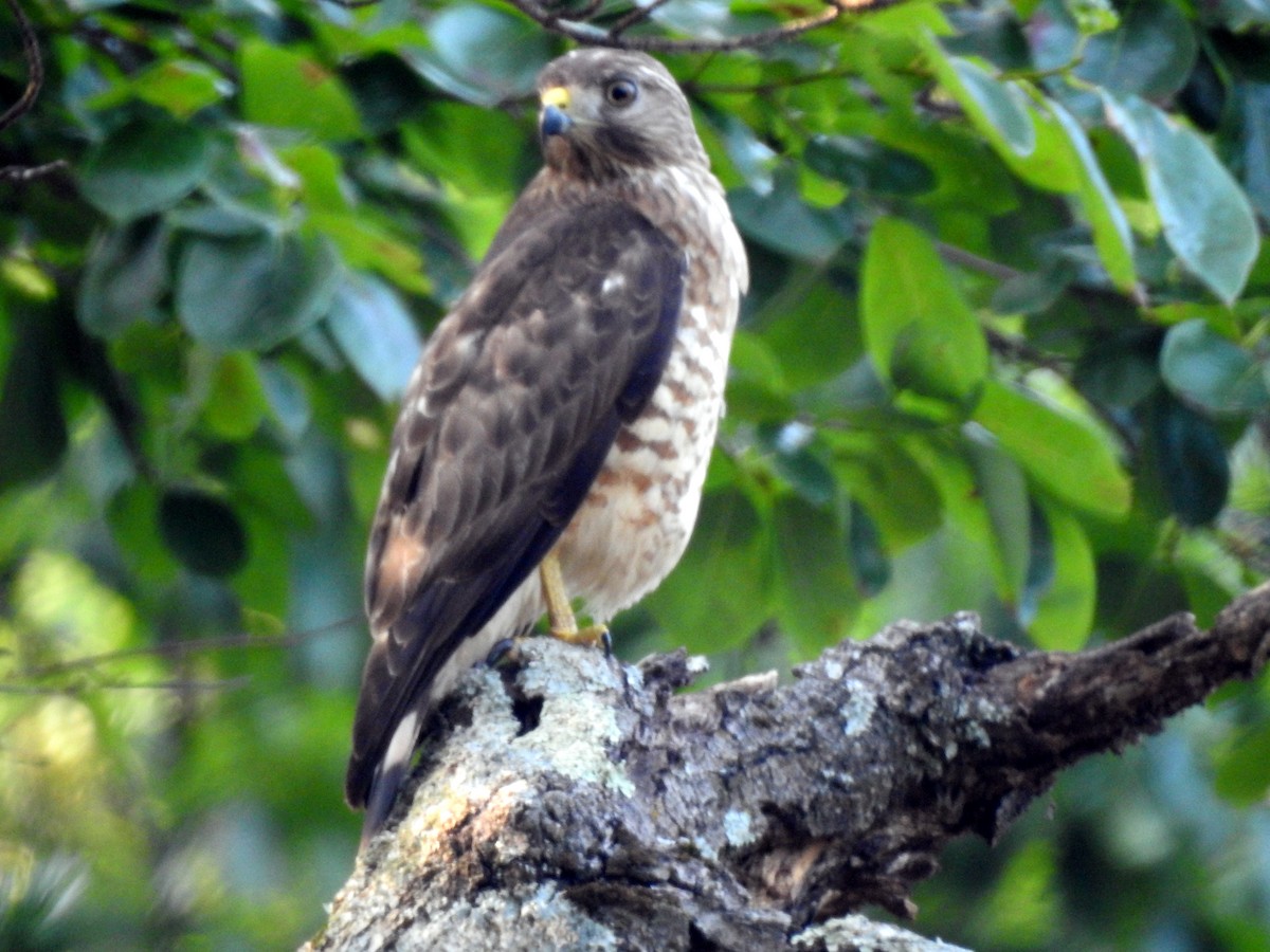 Broad-winged Hawk - ML638400519