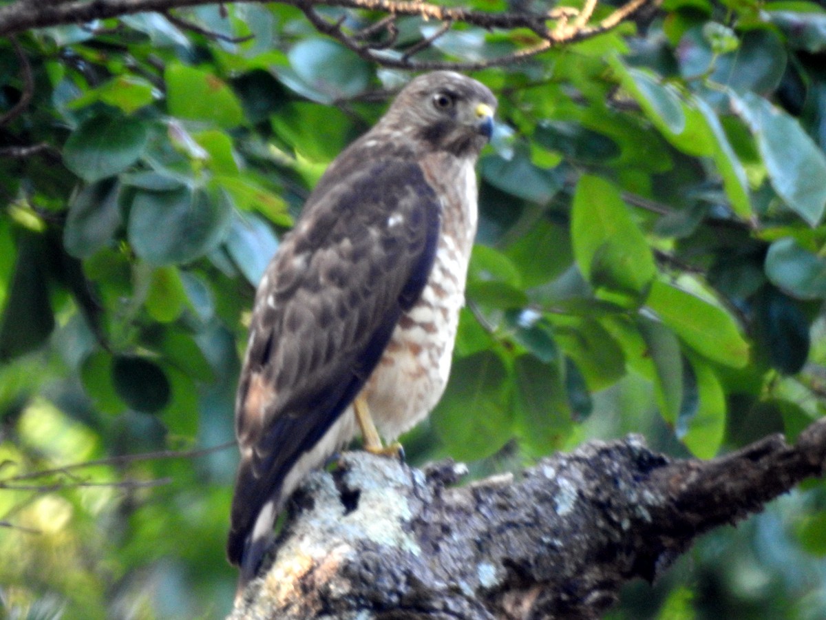 Broad-winged Hawk - ML638400520