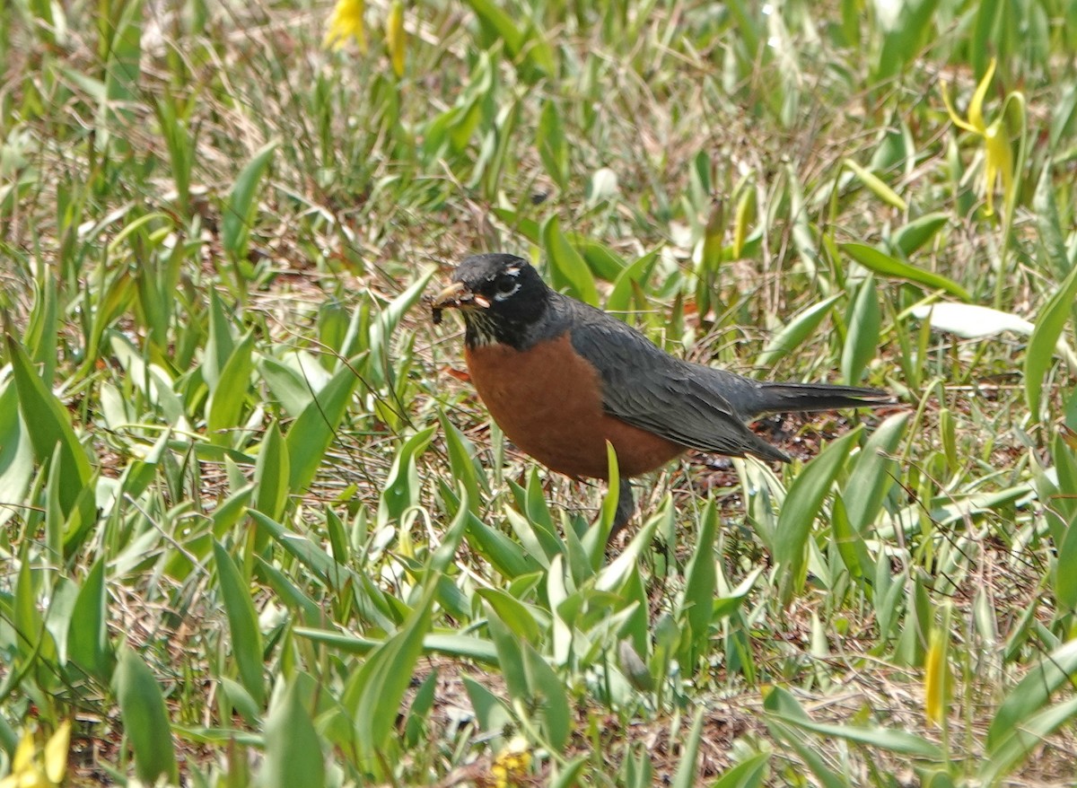 American Robin - ML638400548