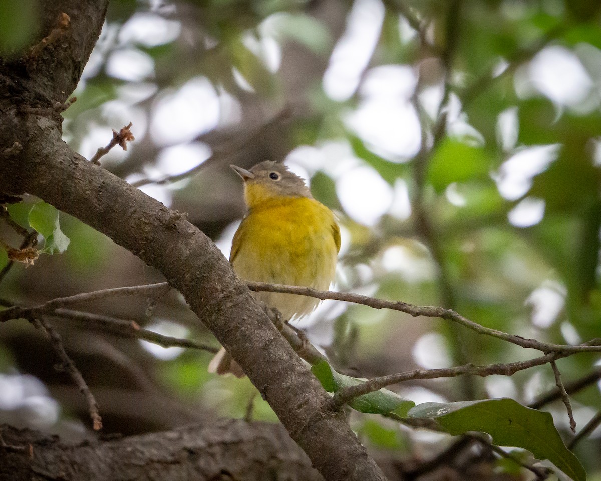 Nashville Warbler - ML638400595