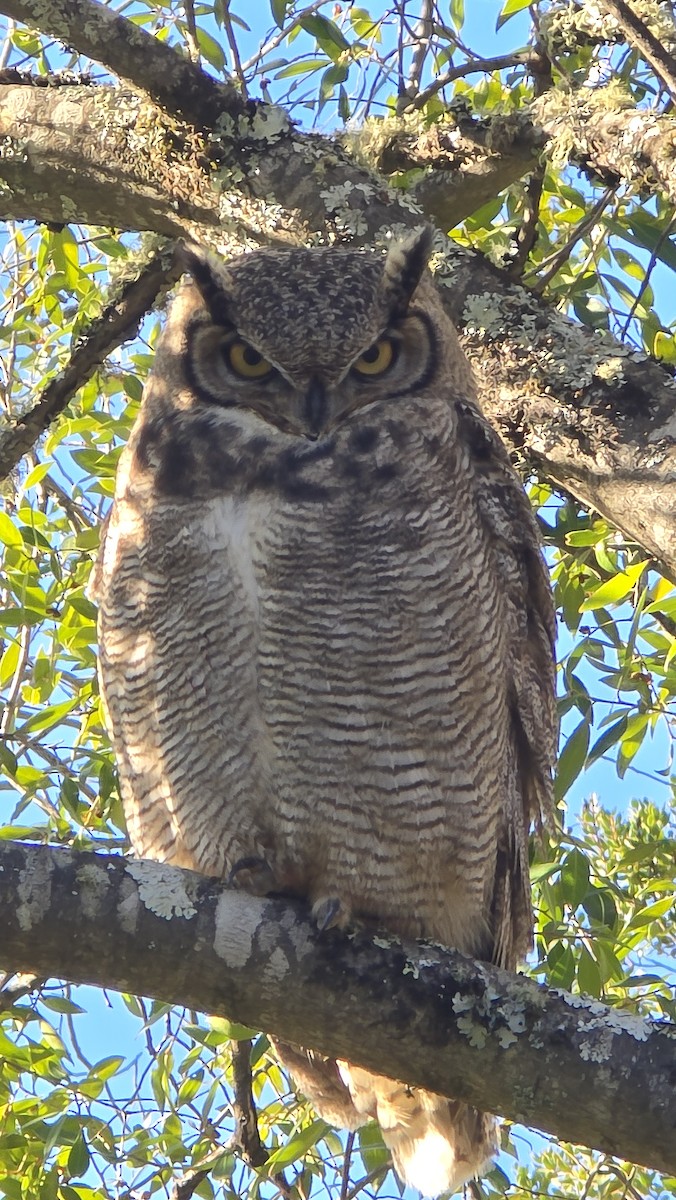 Lesser Horned Owl - ML638400617