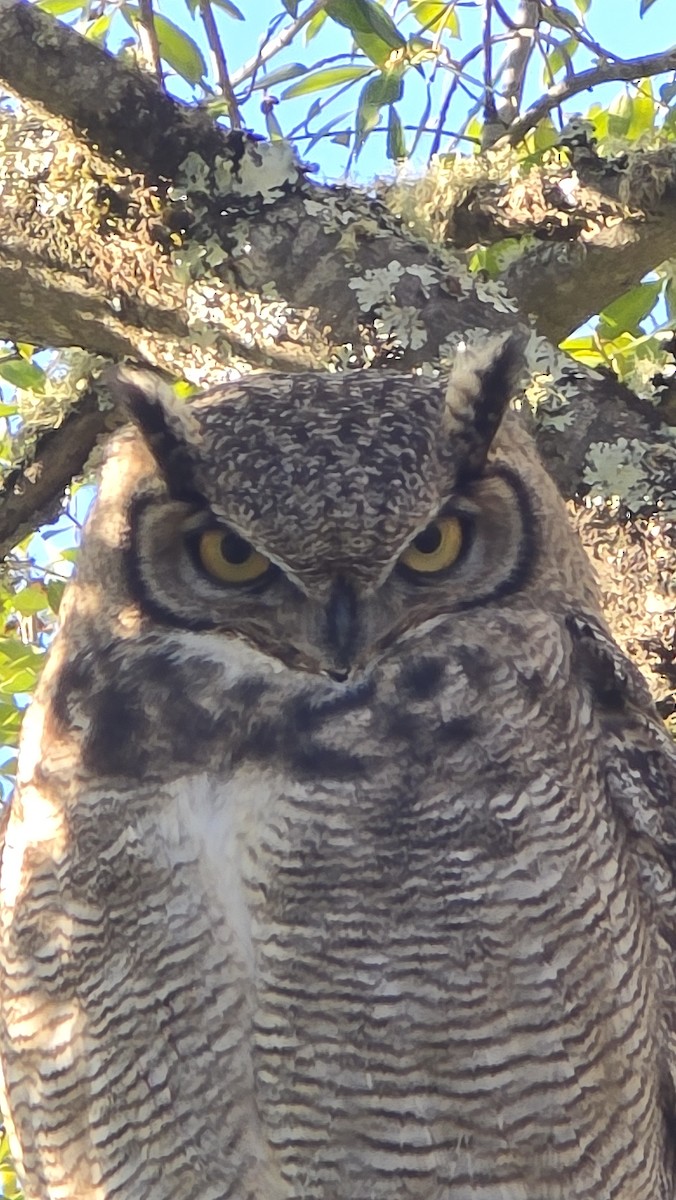 Lesser Horned Owl - ML638400618