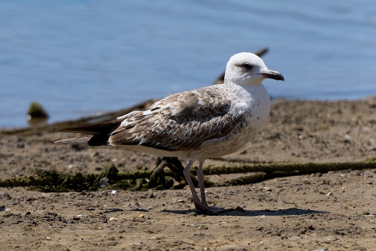 Yellow-legged Gull - ML638400661