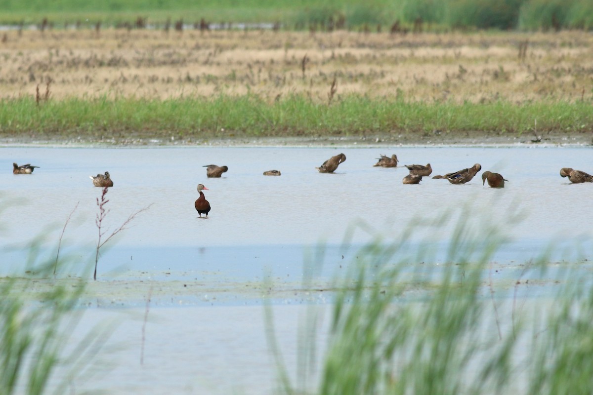Black-bellied Whistling-Duck - ML638400666