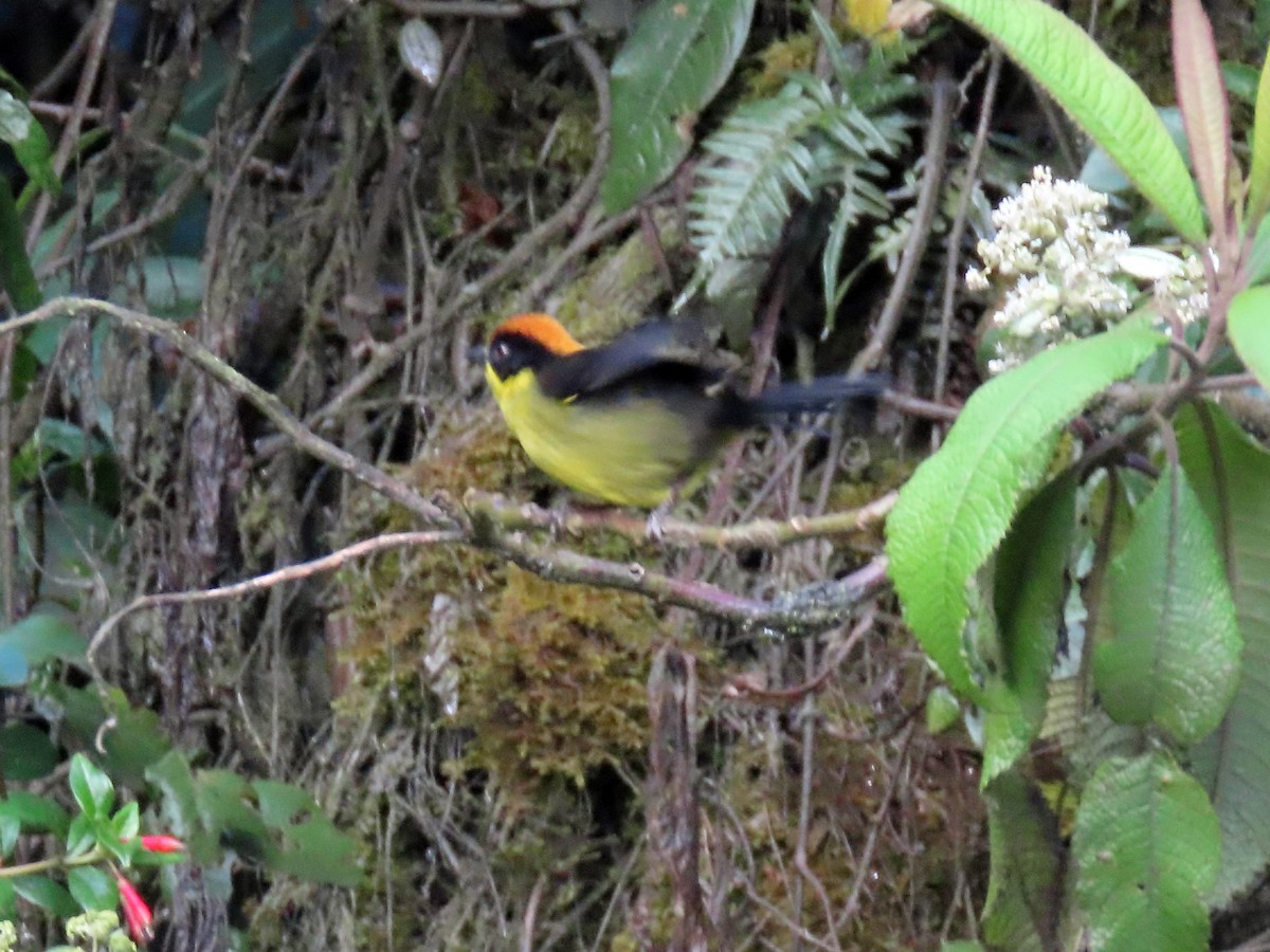 Bolivian Brushfinch - ML638400702