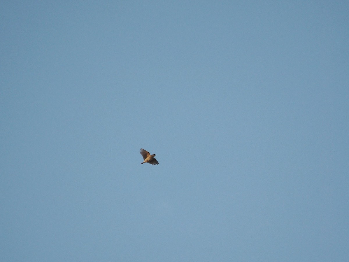 Singing Bushlark - ML638400705