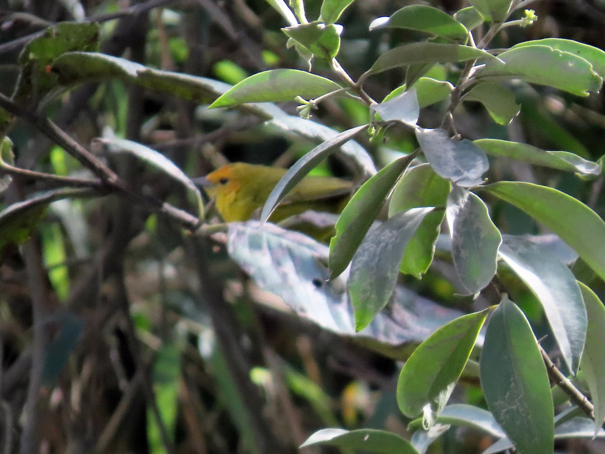 Rust-and-yellow Tanager - ML638400723