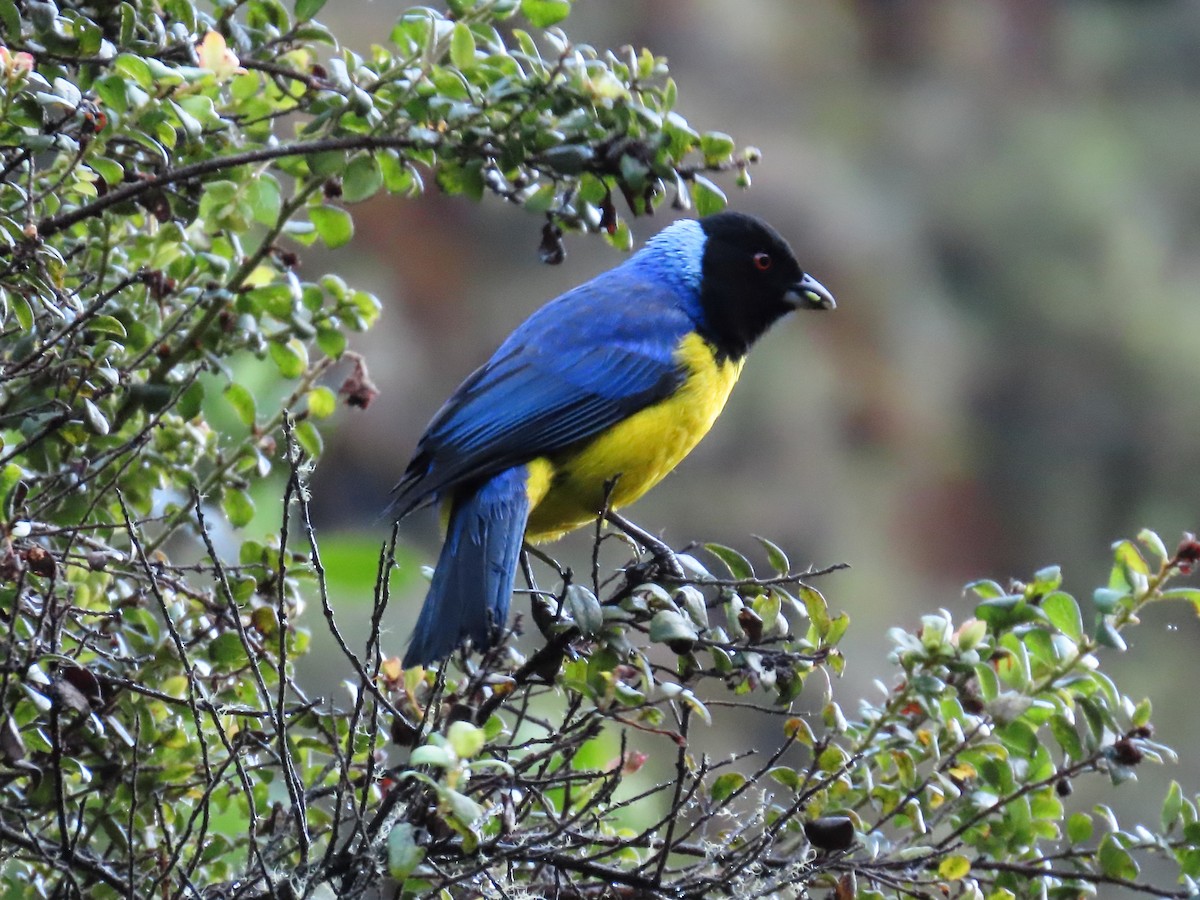 Hooded Mountain Tanager - ML638400730